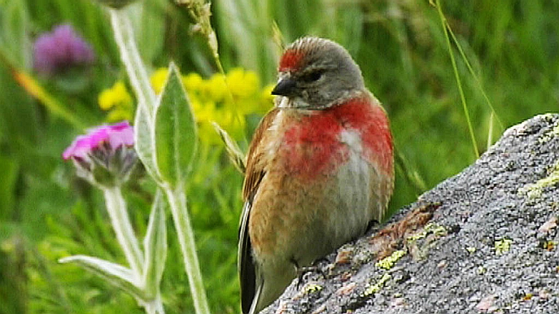 avifauna